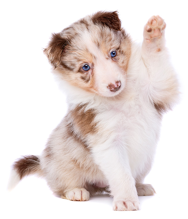 A cute puppy that has learnt to wave